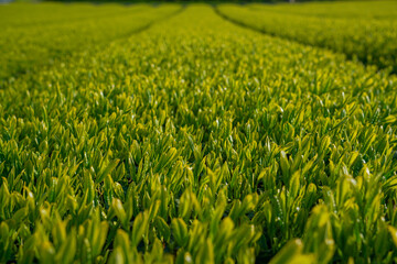 Japanese tea leaves in Kagoshima prefecture. 