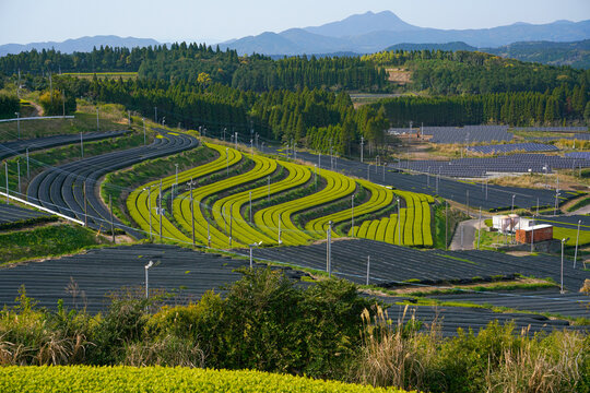 Japanese tea fields in Kagoshima prefecture.