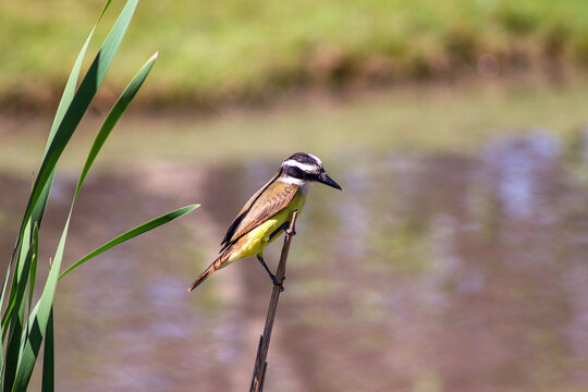 Common crested bird standing on a branch of jarilla