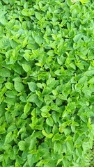 Beautiful grass background