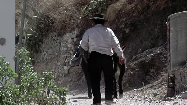 Limping Farmer and His Mules Walking Away in the Andes Village of San Isidro de Iruya, Argentina