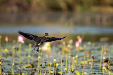 ducks in the lake