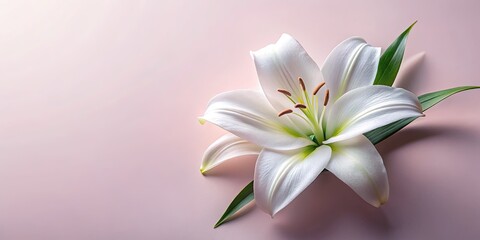 Fototapeta premium Stunning white lily floral art on a soft pastel background, perfect for elegant home decor and versatile design projects to enhance any space with grace.
