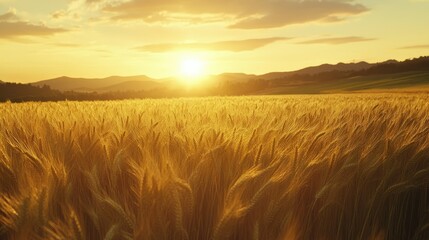 Obraz premium A panoramic view of barley fields at dusk, with the sun setting behind distant hills.