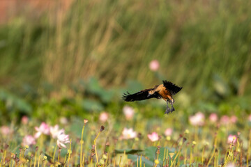 A lesser whistling duck in flight.