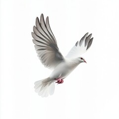 Obraz premium A flying white dove bird photography graceful elegant.