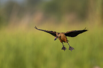 A lesser whistling duck landing 