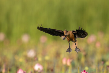 A lesser whistling duck in flight.