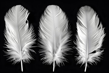 Elegant Trio of White Feathers on Black Background for Nature and Design Concepts