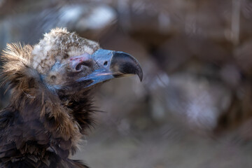 A vulture's head with a beak in close-up.