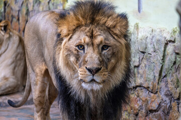 A lion with a mane near the wall in close-up.