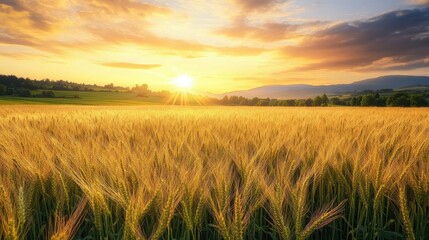 Fototapeta premium A picturesque barley field at dusk, with the last rays of sunlight lighting up the golden crops.