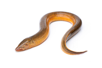 Freshwater fish have a long, slender body shape similar to a snake. Golden Brown Asian swamp eel - Monopterus albus isolated on white background.