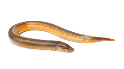 Freshwater fish have a long, slender body shape similar to a snake. Golden Brown Asian swamp eel - Monopterus albus isolated on white background.