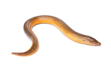 Freshwater fish have a long, slender body shape similar to a snake. Golden Brown Asian swamp eel - Monopterus albus isolated on white background.