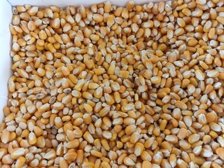 Frutas e sementes do Nordeste é uma das principais regiões produtoras de frutas do Brasil