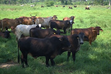 El Estado Tachira tambien produce en sus llanuras pasto para el ganado vacuno,y en las montañas...