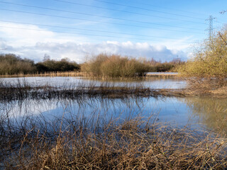 Flooded wetland habitat in winter with a blue sky