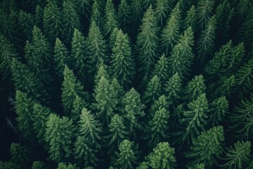 Obraz premium Serene pine forest scene with dense cluster of tall green trees. Varying tree heights create depth and perspective. Dark forest floor contrasts with lighter foliage above.