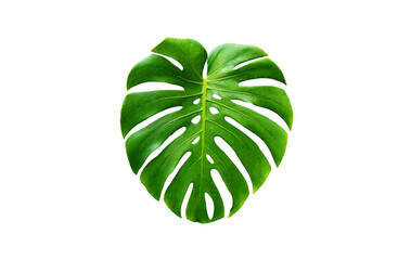 Top veiw, Bright fresh monstera green leaf isolated on white background for stock photo or advertisement. Genus of flowering plants, greeting card, banner, advertising summer, single plant © Apichai