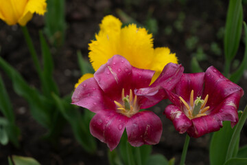 Fototapeta premium tulip