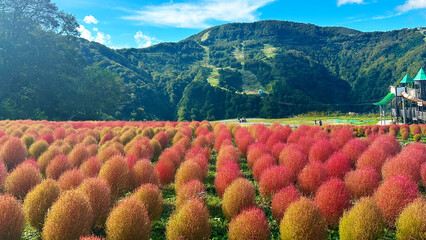 青空と山とコキア　新潟県南魚沼郡湯沢町