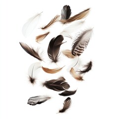 Real feathers natural illustrated collection.
