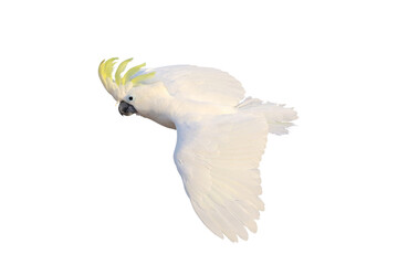 Beautiful Triton Cockatoo parrot flying isolated on transparent background png file © Passakorn