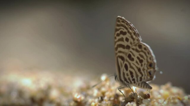 Group of butterflies feeding on soil minerals on a nature trail.
