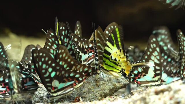 Group of butterflies feeding on soil minerals on a nature trail.