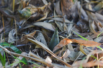 Green bamboo shoots on the farm