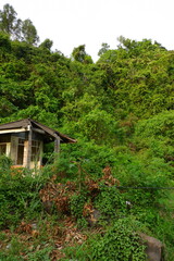 broken house in the forest vertical