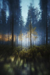 Obraz premium morning in the forest book cover style dark