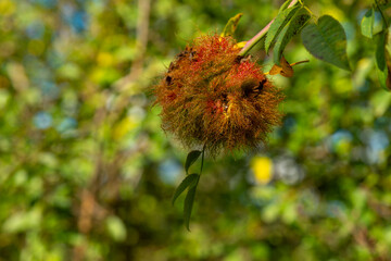 large, red flower with yellow spots is hanging from a tree. The flower is surrounded by green leaves and has a fuzzy appearance
