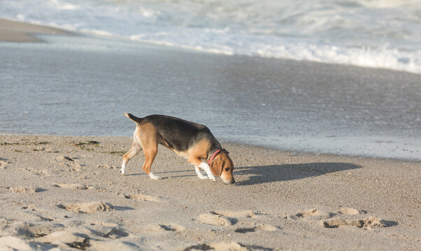 dog relaxing and resting lying on the sand at the beach on summer vacation holidays ocean shore behind