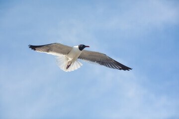 Happy family. Young father throws up baby in the sky on sunny day. Portrait dad and little son on the beach. Positive human emotions feelings emotions.