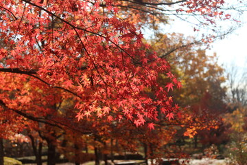 紅葉