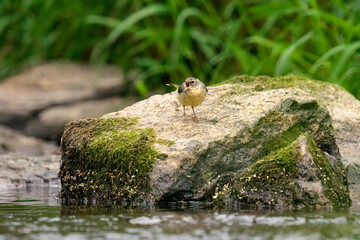 Ptaki w lesie i nad rzeką: pliszka górska, zimorodek i kowalik © MarcinRoj.Fotografia