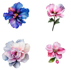 A collection of 4 watercolour flower blooms on a transparent background