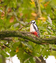 Dzięcioł duży w lesie, na gałęzi siedzi ptak i stuka.