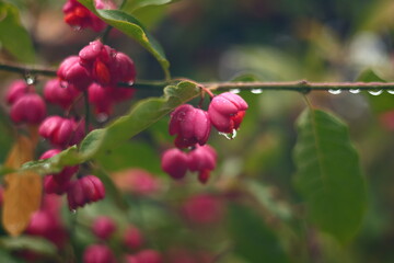 Rainy Forest. Detail macro photo.