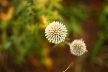 Rainy Forest. Detail macro photo.