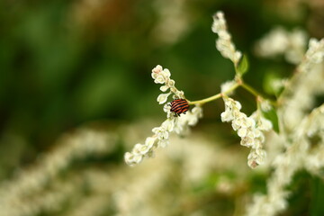 Rainy Forest. Detail macro photo.