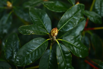 Rainy Forest. Detail macro photo.