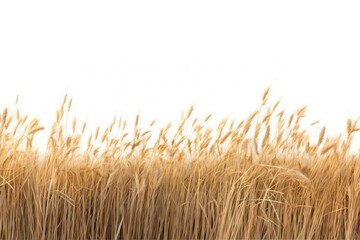 Fototapeta premium Savanna grass field backgrounds landscape outdoors.