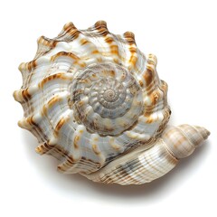 Obraz premium seashell has an intricate design with spiral ridges and patterns isolated on white background 