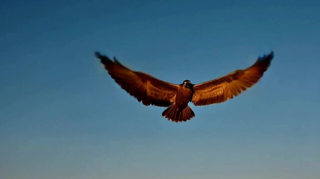  A Hawk Flying with its Wings Spread Wide Against a Blue Sky