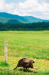 Cades Cove Turkeys