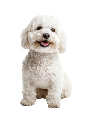 Obraz premium white bichon frise dog sitting isolated on transparent background