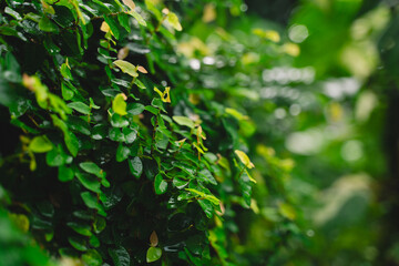 In a closeup against a textured wall, the vibrant green foliage of the plant showcased a mesmerizing pattern, celebrating the intricate beauty of nature's design.